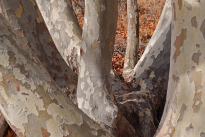 Arizona Sycamores