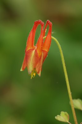 Arizona Columbine