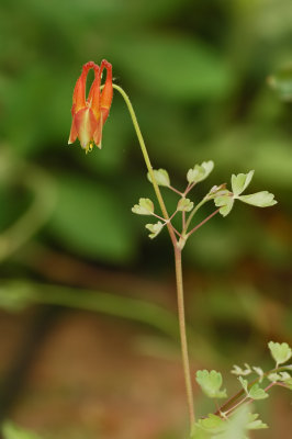 Arizona Columbine 3