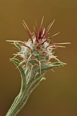 g6/66/641866/3/77708737.CCaXW5gv.jpg