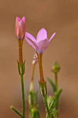 Gilia