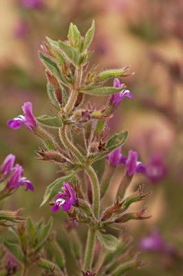 False Pennyroyal