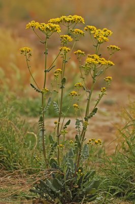 Groundsel