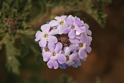 Goodings Verbena