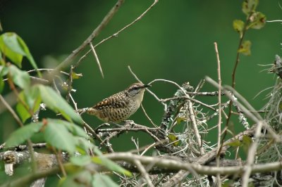 Spotted Wren 2