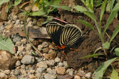 Striped Patch Butterfly Ventral