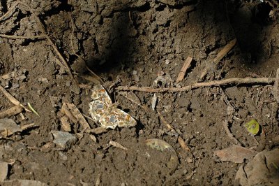 Crystal-winged Skipper