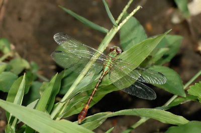 Dragonfly