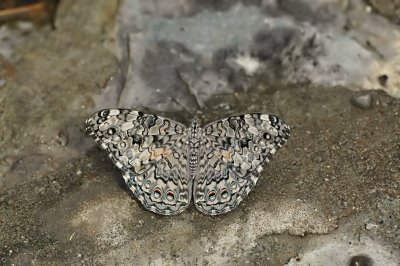 Gray Cracker 2