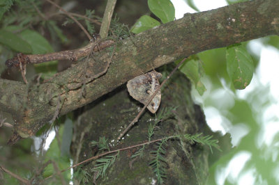 Lowland Owlet