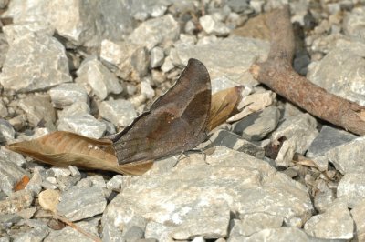 Pale-spotted Leafwing