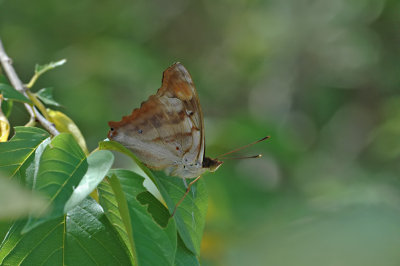 Pavon Emperor