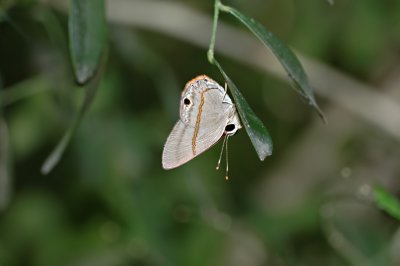 Red-rayed Sombermark