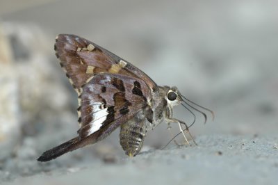 White-crescent Longtail