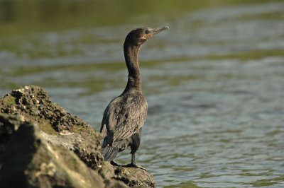 Juvenile Neotropic Cormorant