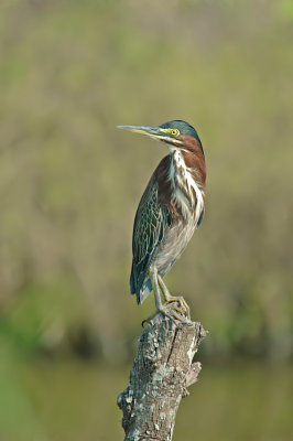 Green Heron 5