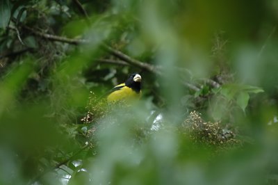 Hooded Grosbeak