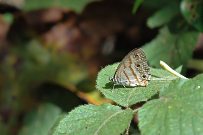 Rusty-spotted Satyr Ventral View