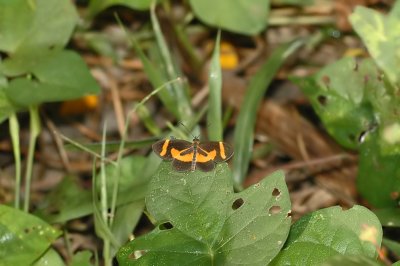 Elf Butterfly 2