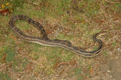 Roadside Snake