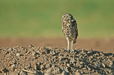 Western Burrowing Owl 6