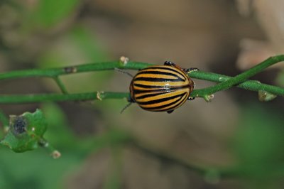 Colorado Potato Beetle 2