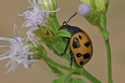 Another Beetle