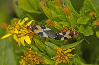 Mating Plant Bugs