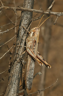 Pallad-winged Grasshopper