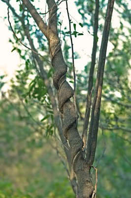 Strangling Vines