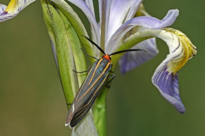 Moth on Rocky Mountain Iris
