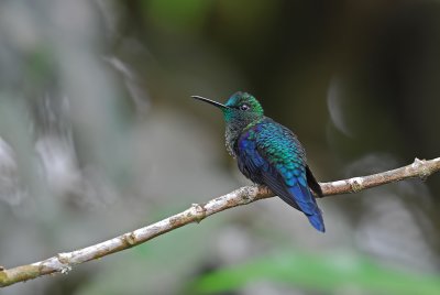 Green-crowned Woodnymph Male