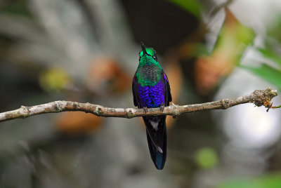Green-crowned Woodnymph Male 2