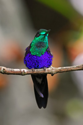 Green-crowned Woodnymph Male 3