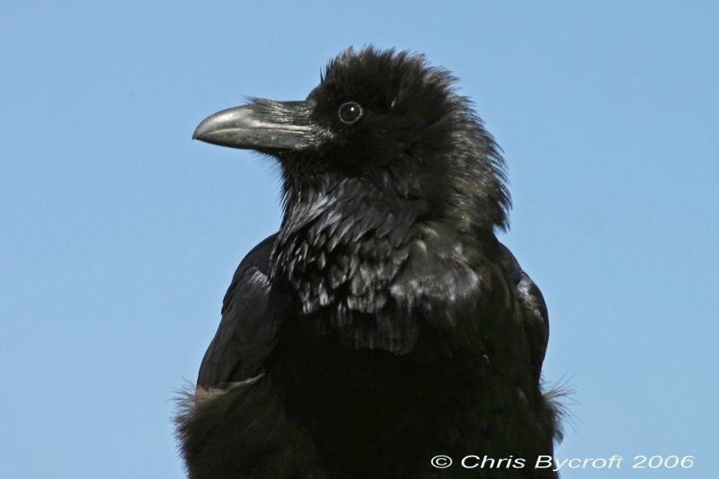 Raven - side view