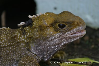 Tuatara, Somes Island, Wellington Harbour, New Zealand. This was a wild animal.