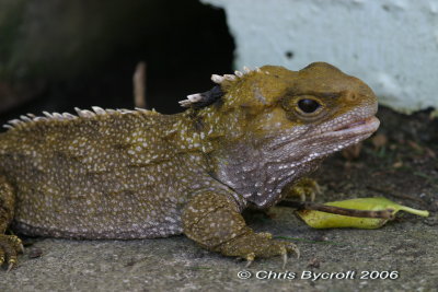 Tuatara, Somes Island, Wellington Harbour, New Zealand. This was a wild animal.