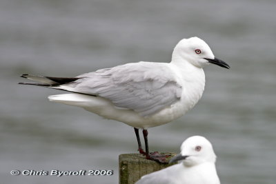 Black-billed gull from Lake Rotoiti, North Island, New Zealand.