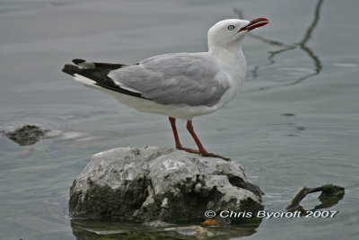 Red-billed gull, Lake Rotorua
