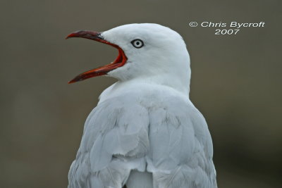 Red-billed gull, Lake Rotorua