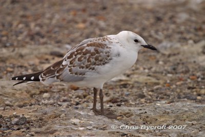 Red-billed gull - juvenile