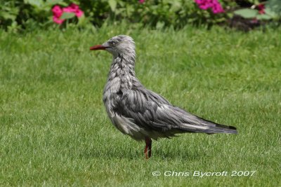 A grey colour form of red-billed gull