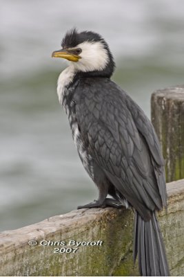 Little shag, Lake Rotorua