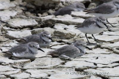 A group of wrybill