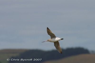 Bar-tailed godwit