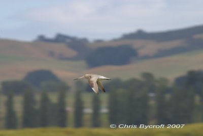 Bar-tailed godwit