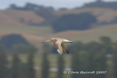 Bar-tailed godwit