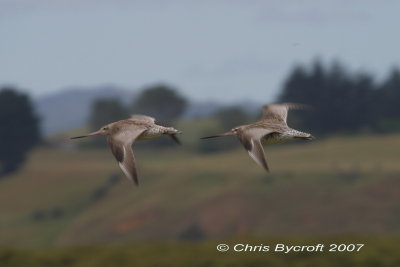 Two bar-tailed godwits - flight