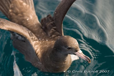 Flesh-footed shearwater