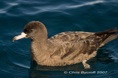 Flesh-footed shearwater